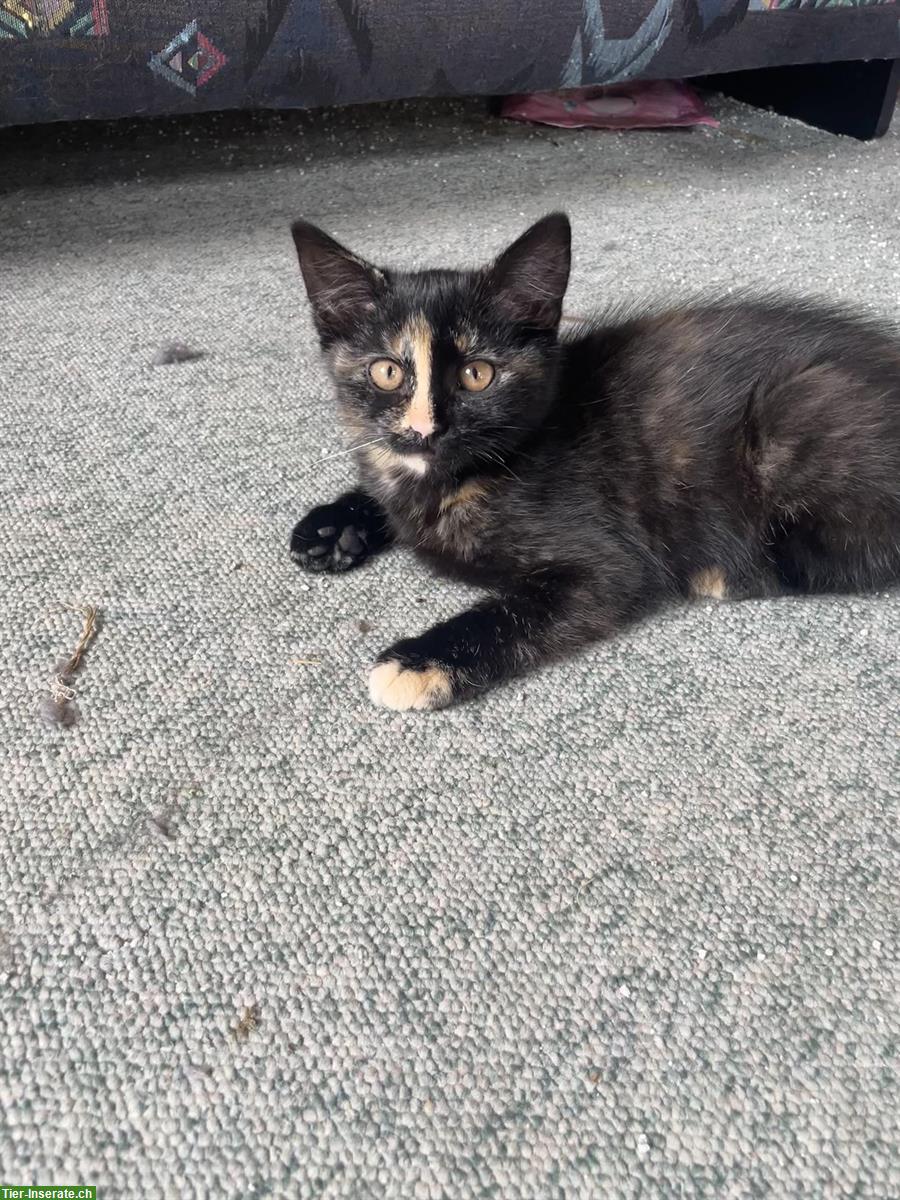 Bild 4: 2 Katzenbabys vom Bauernhof suchen liebes Zuhause