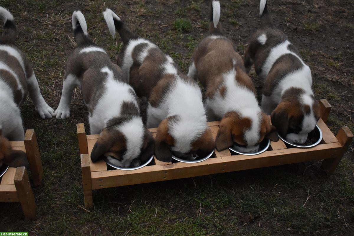 Bild 6: Bernhardiner Welpen zu verkaufen