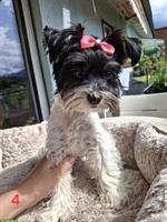 Süsse Yorkshire Terrier Hündin sucht neue Familie