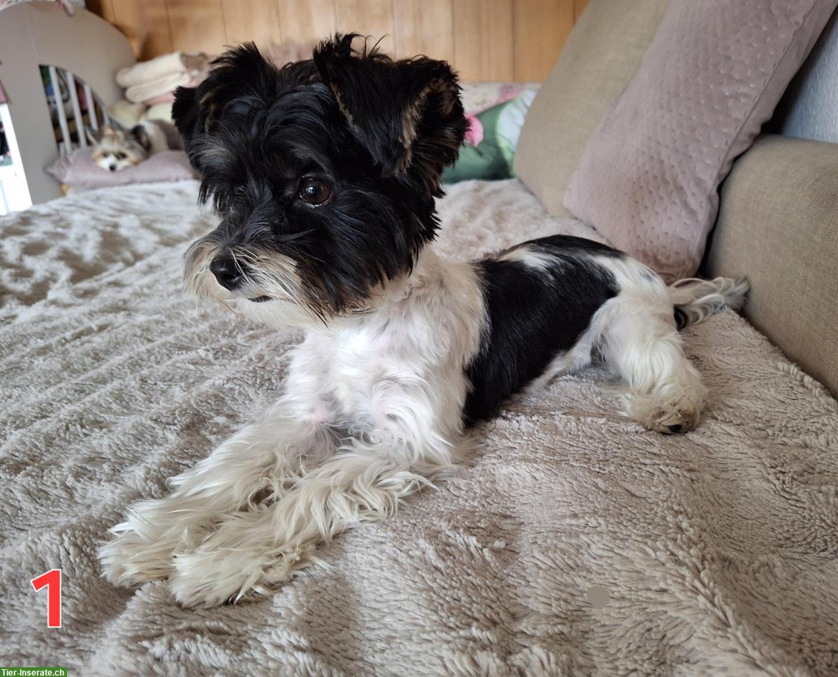 Bild 2: Süsse Yorkshire Terrier Hündin sucht neue Familie