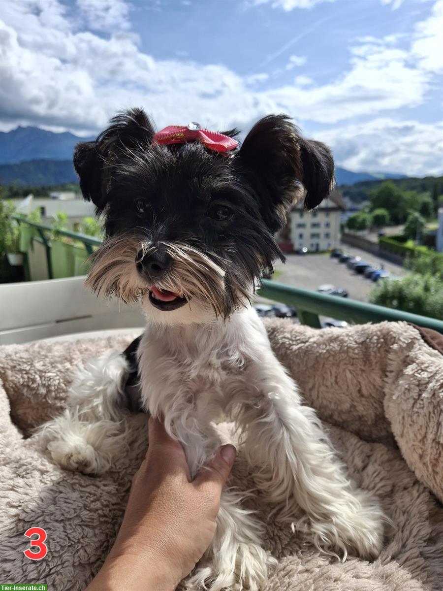 Bild 3: Süsse Yorkshire Terrier Hündin sucht neue Familie