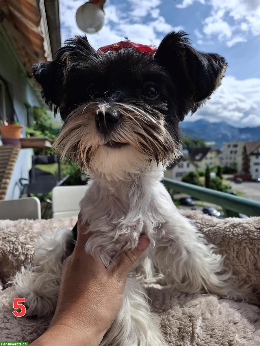 Bild 4: Süsse Yorkshire Terrier Hündin sucht neue Familie