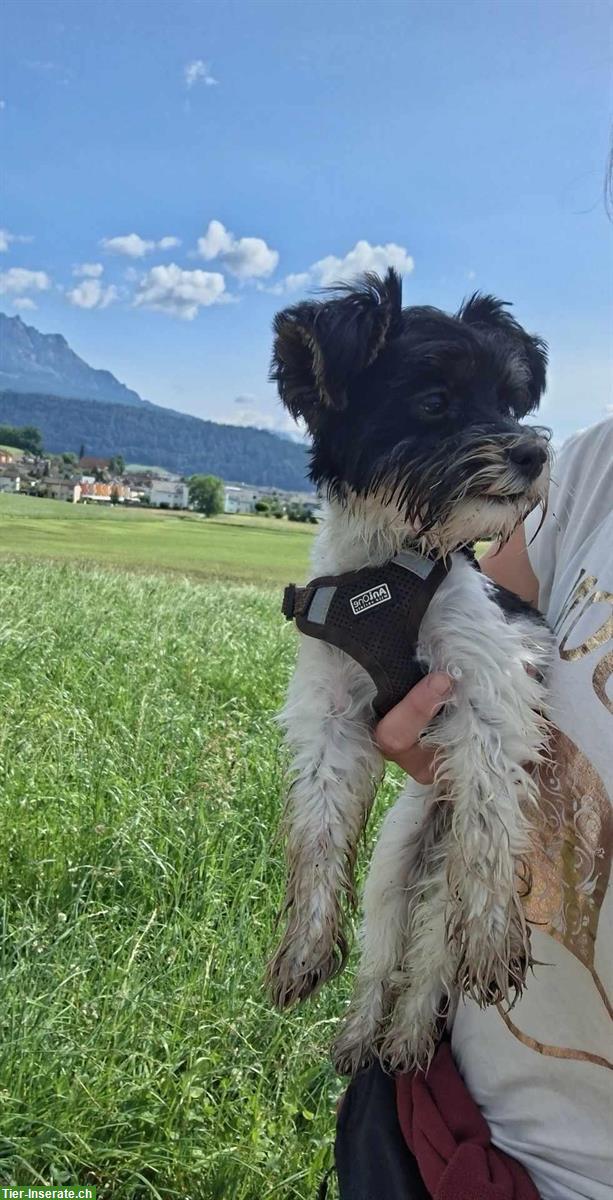 Bild 5: Süsse Yorkshire Terrier Hündin sucht neue Familie