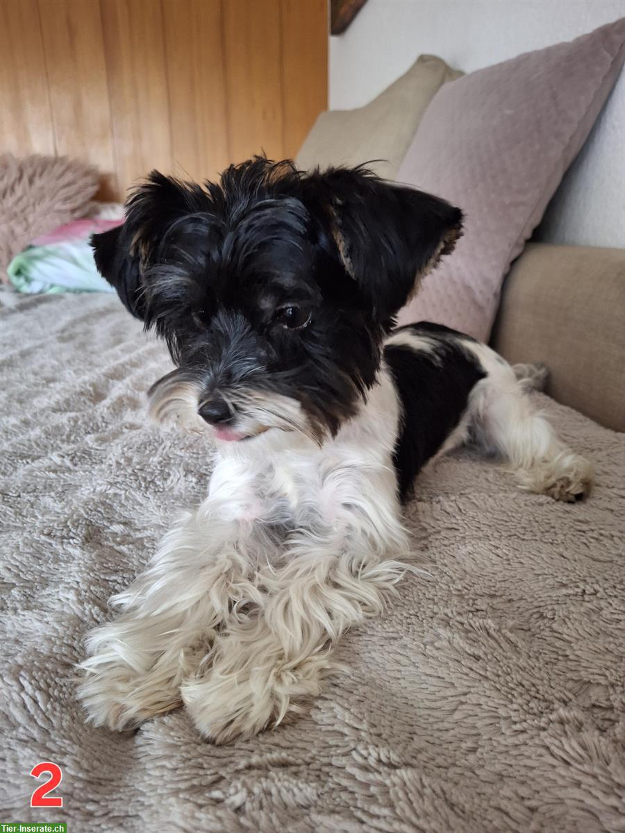 Bild 6: Süsse Yorkshire Terrier Hündin sucht neue Familie