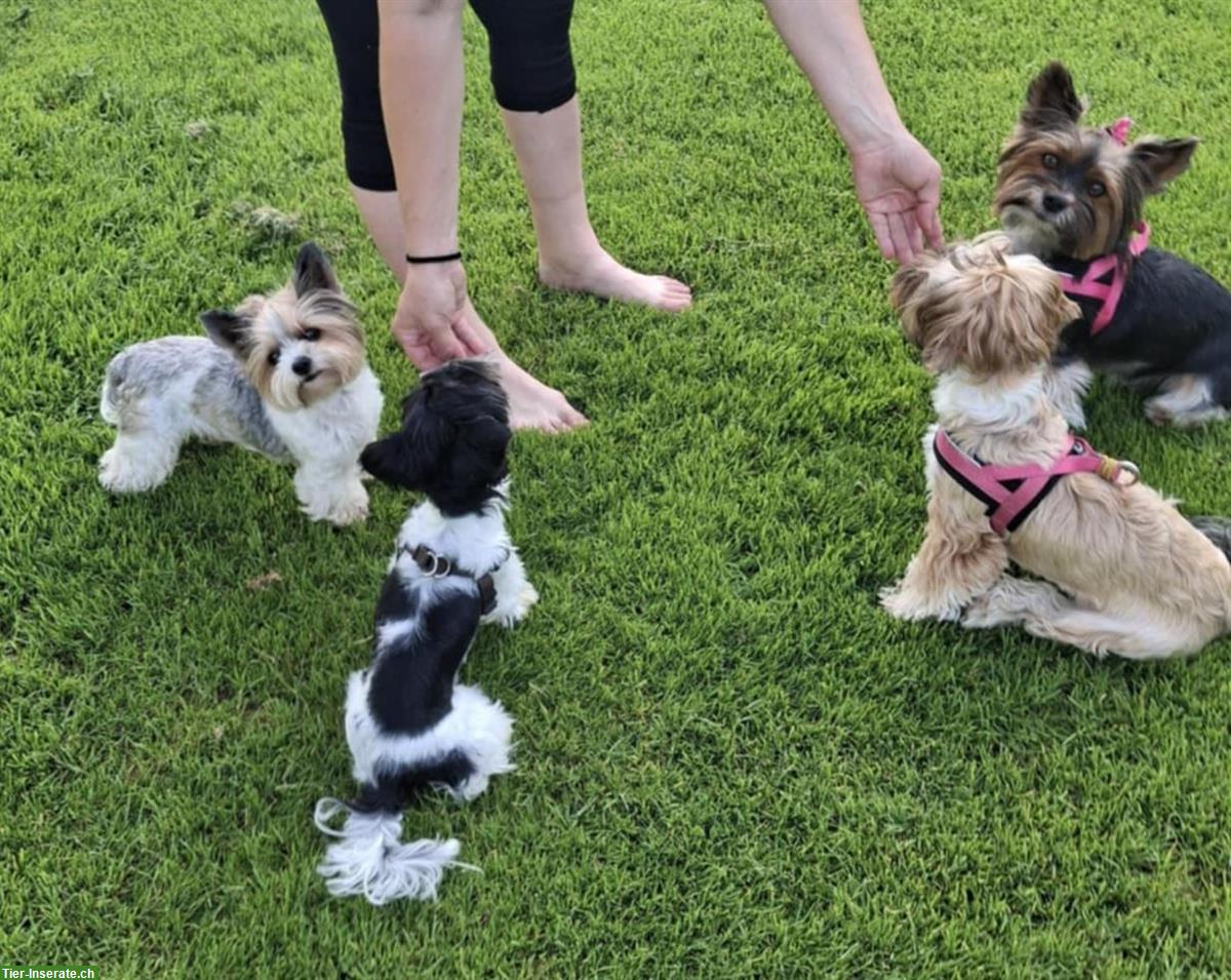 Bild 7: Süsse Yorkshire Terrier Hündin sucht neue Familie