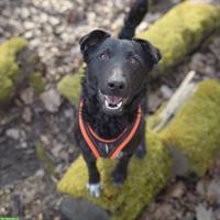 Berry, aktiver Rüde, braucht Hundeerfahrung, vom Tierheim