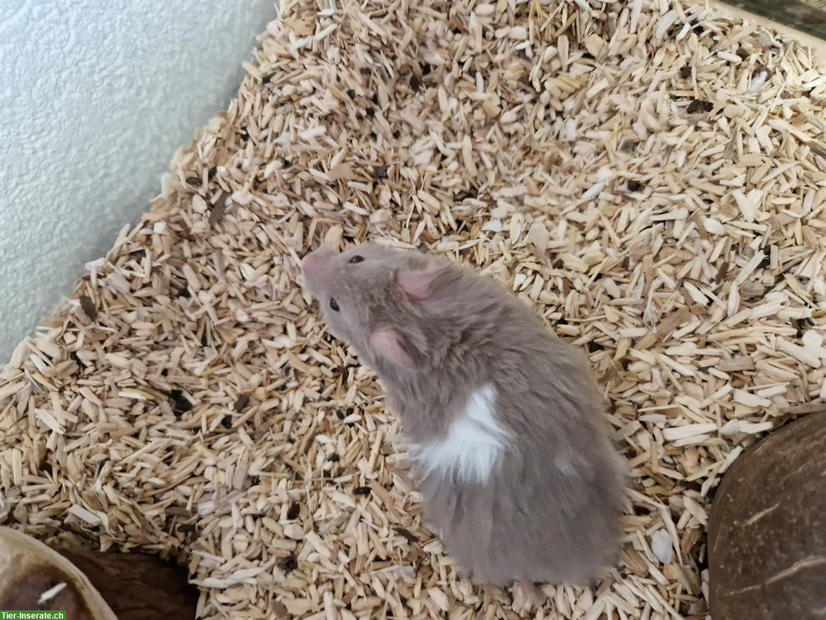Junges Teddyhamster Baby sucht ein Zuhause
