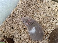 Junges Teddyhamster Baby sucht ein Zuhause