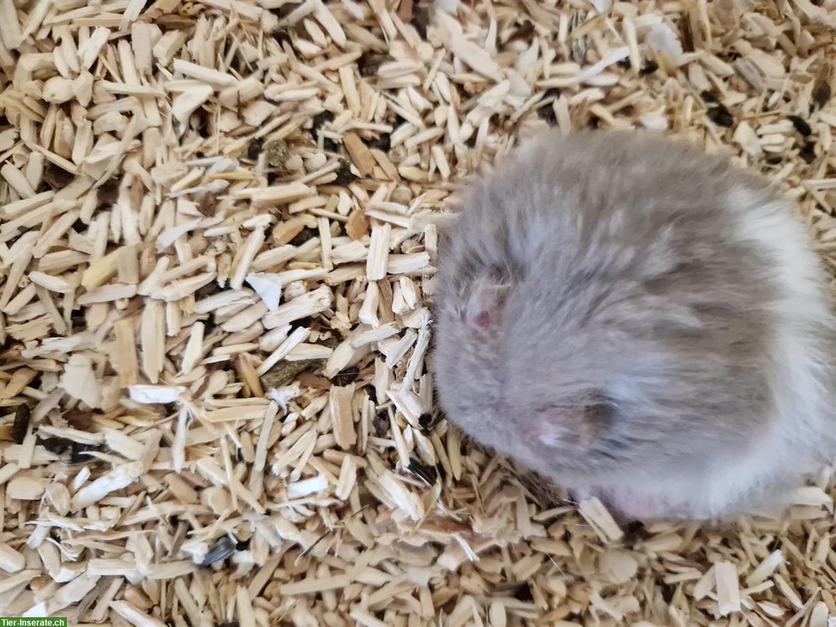 Bild 2: Junges Teddyhamster Baby sucht ein Zuhause