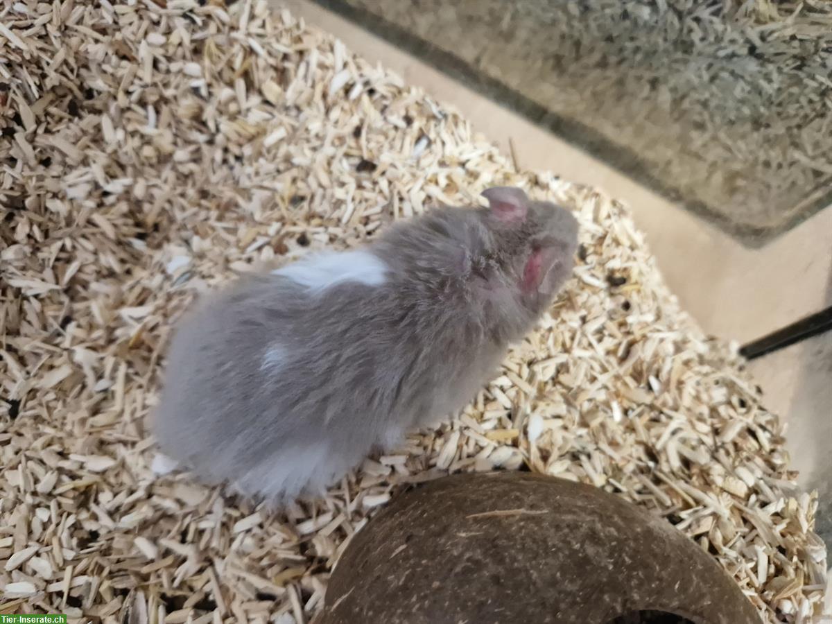 Bild 3: Junges Teddyhamster Baby sucht ein Zuhause