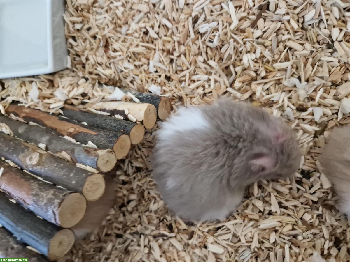 Bild 4: Junges Teddyhamster Baby sucht ein Zuhause