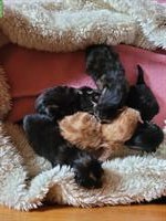 Kleine Katzenbabys suchen neues Zuhause