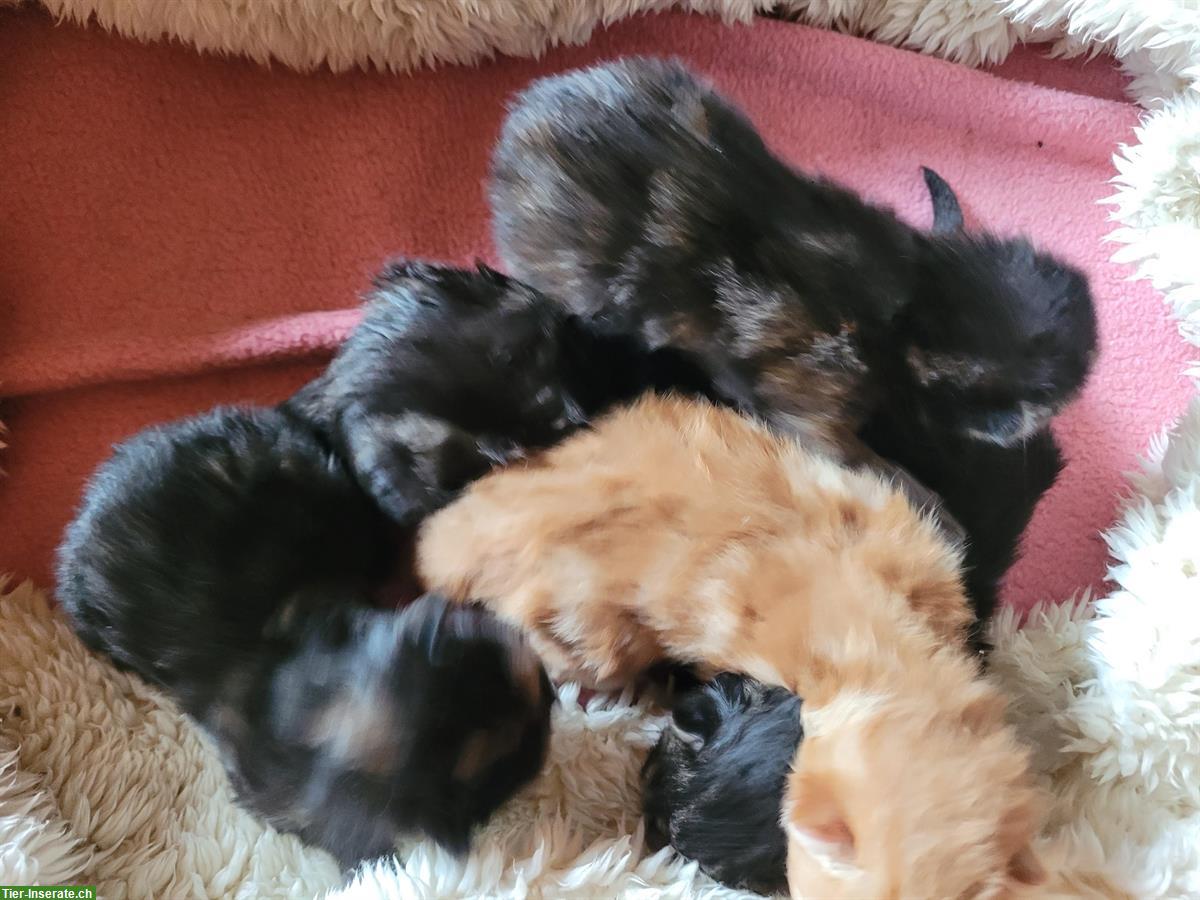 Bild 2: Kleine Katzenbabys suchen neues Zuhause