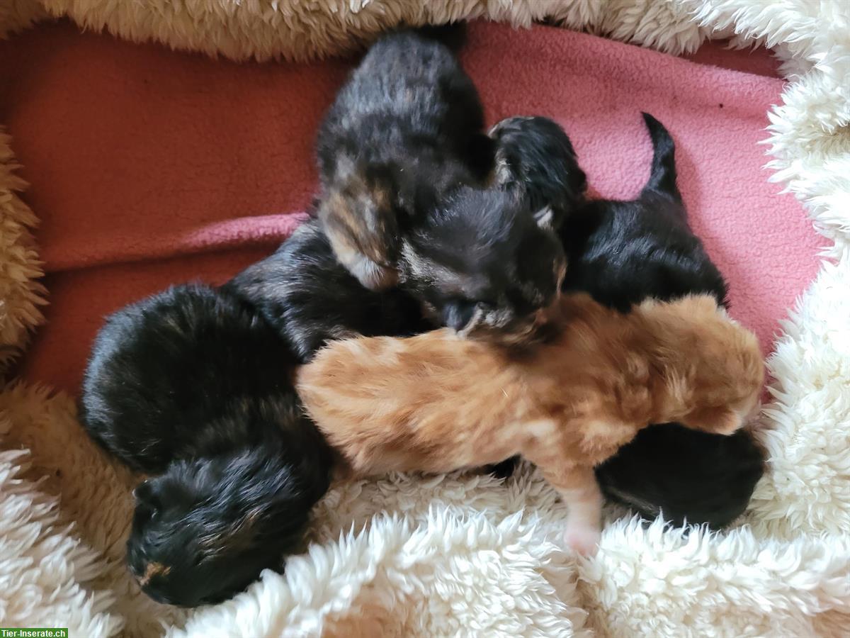 Bild 3: Kleine Katzenbabys suchen neues Zuhause