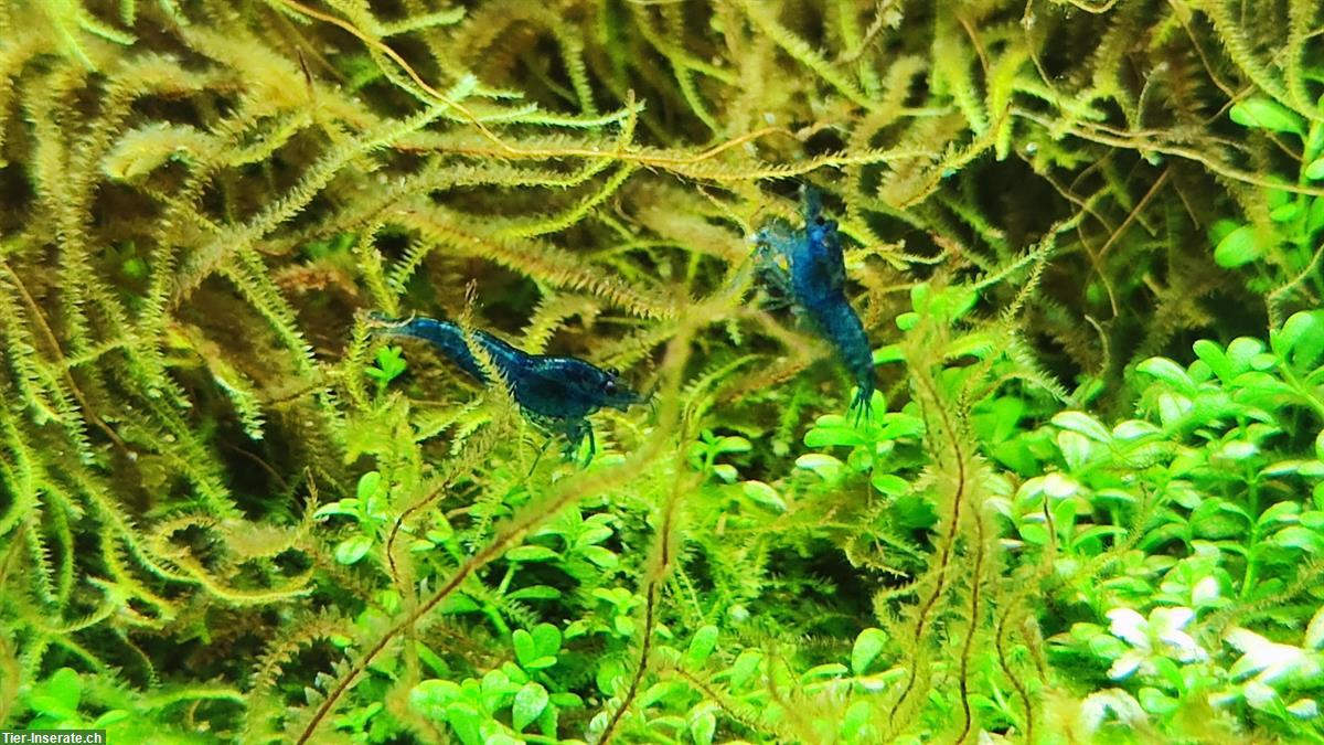 30x Zwerggarnelen - Neocaridina davidi «Blue Dream» mit Nano Cube