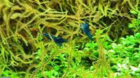 30x Zwerggarnelen - Neocaridina davidi «Blue Dream» mit Nano Cube