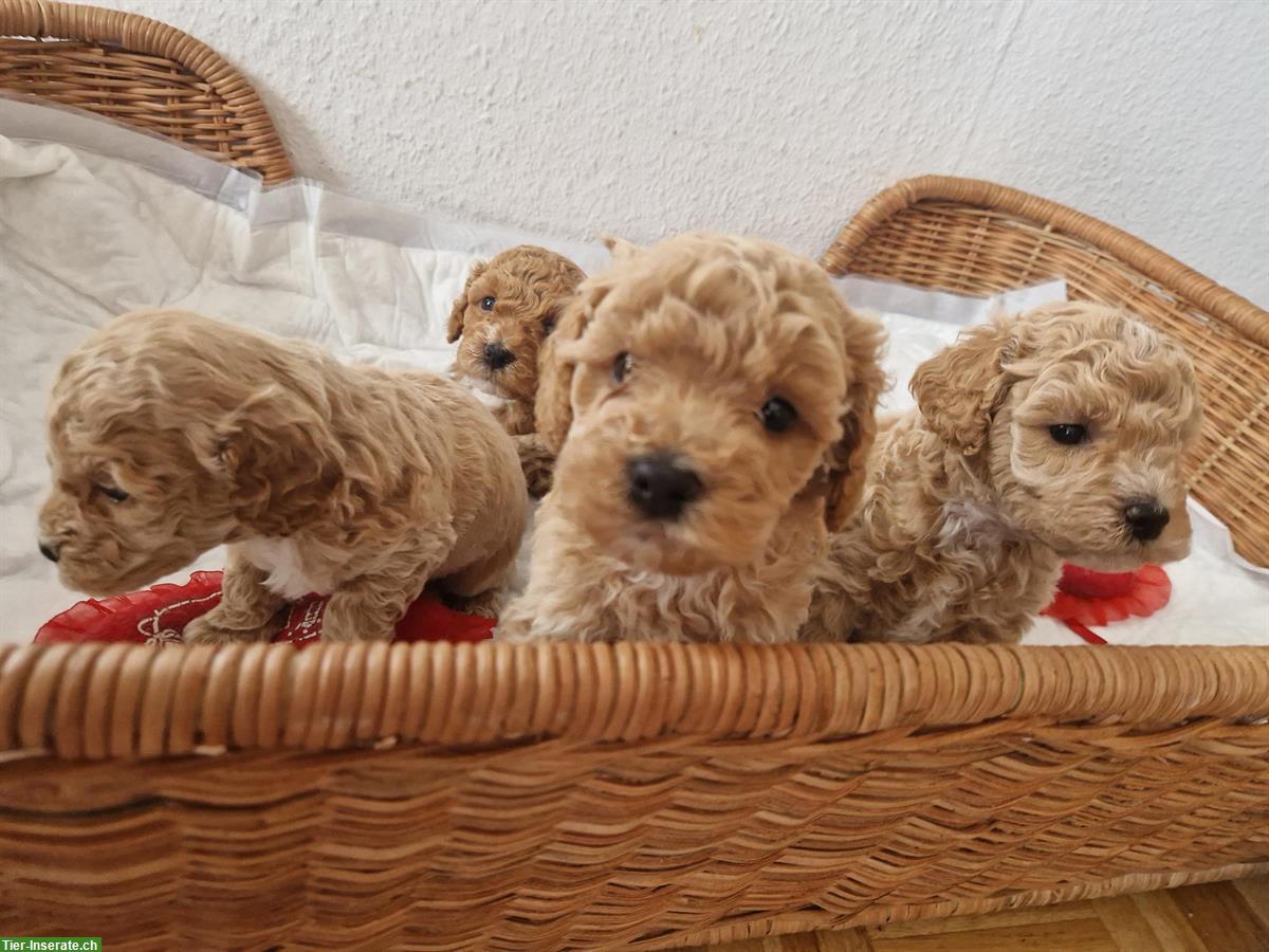 Bild 3: Süsse Schweizer Zwergpudel Welpen, reinrassig!