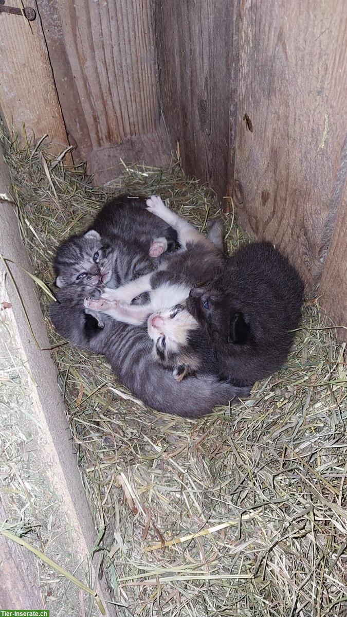 Babykätzchen vom Bauernhof suchen ein Zuhause