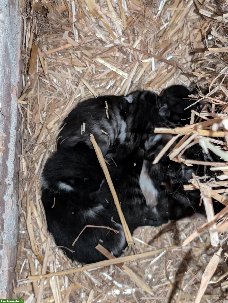 Bild 3: Babykätzchen vom Bauernhof suchen ein Zuhause