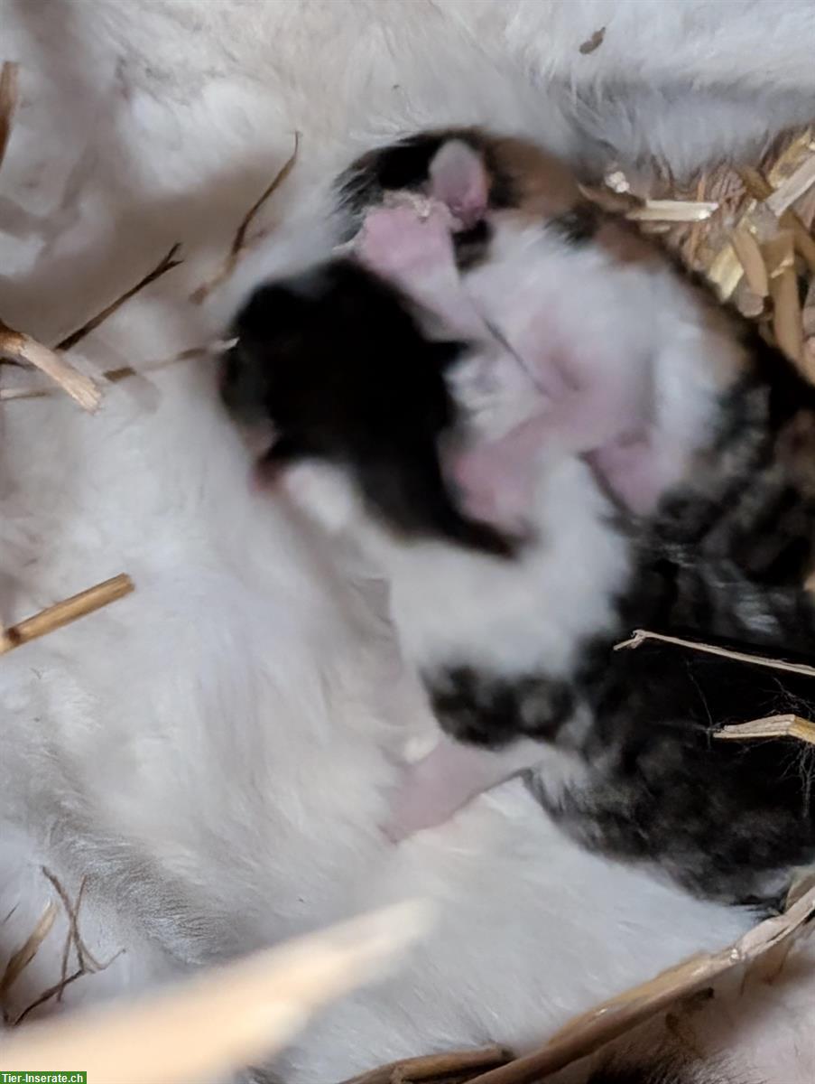 Bild 4: Babykätzchen vom Bauernhof suchen ein Zuhause