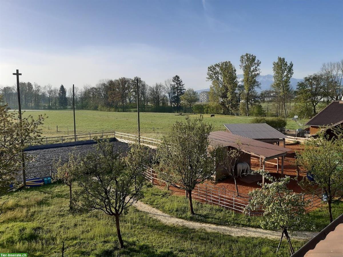 Bild 4: Offenstallplatz in 2er Gruppe für Stute oder Wallach, Sempach LU