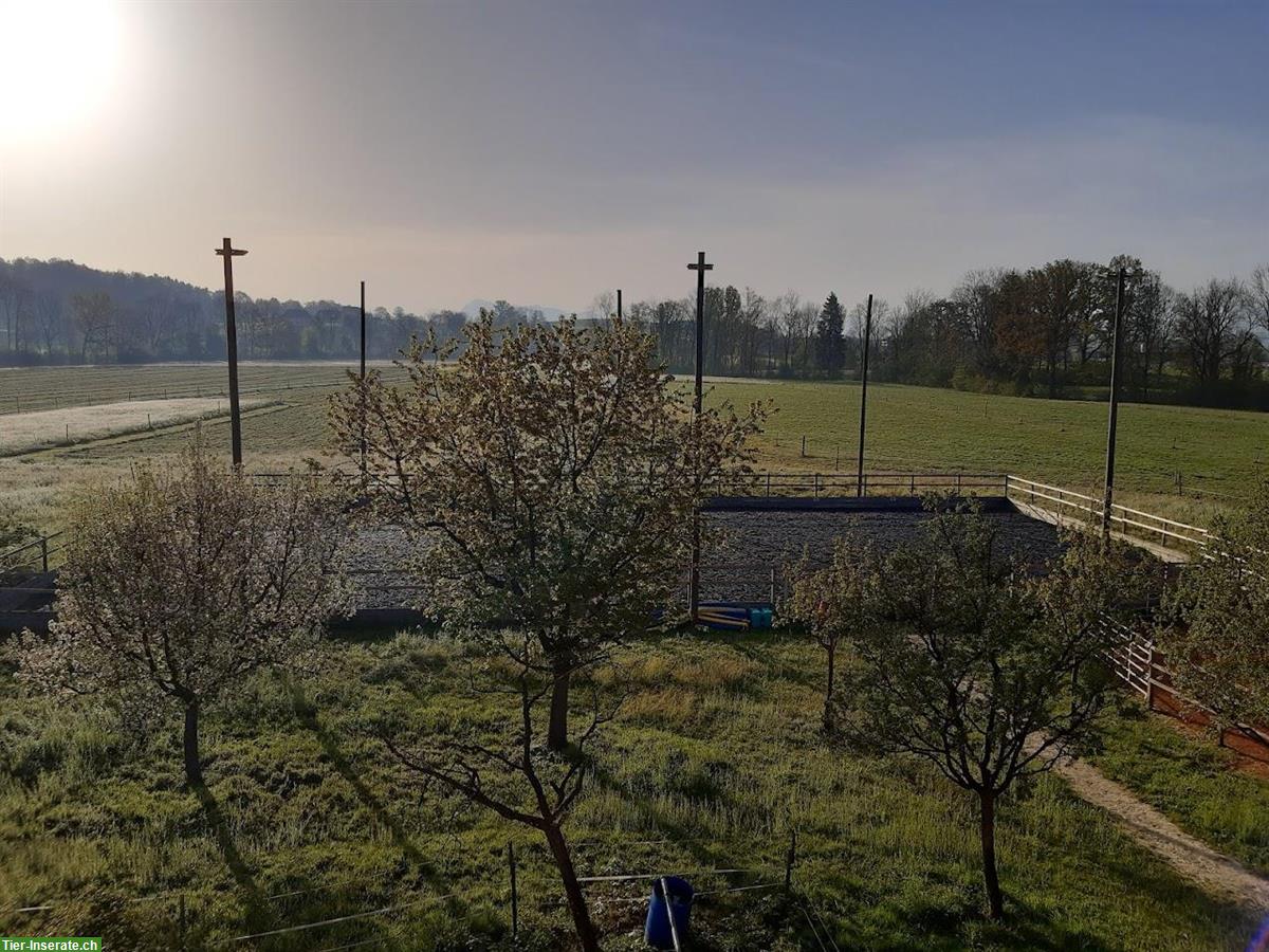 Bild 6: Offenstallplatz in 2er Gruppe für Stute oder Wallach, Sempach LU