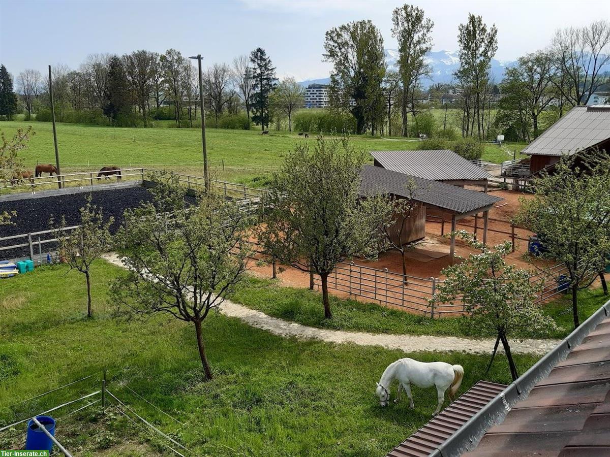Bild 7: Offenstallplatz in 2er Gruppe für Stute oder Wallach, Sempach LU