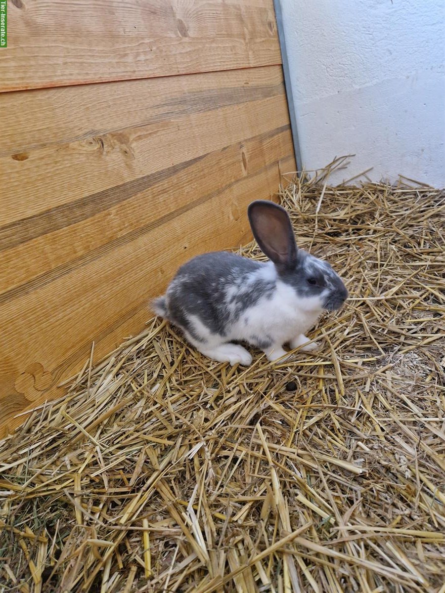 Süsse junge Kaninchen suchen ein Zuhause