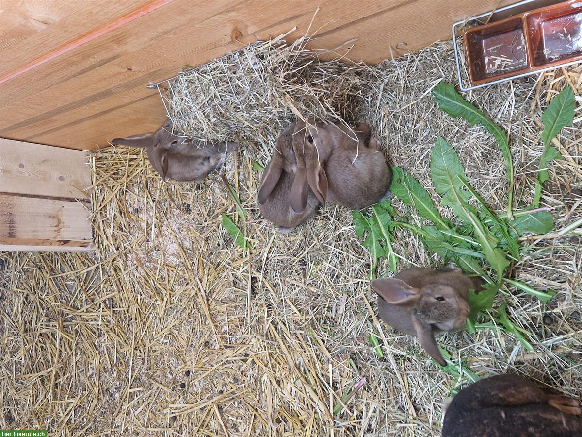 Bild 10: Süsse junge Kaninchen suchen ein Zuhause