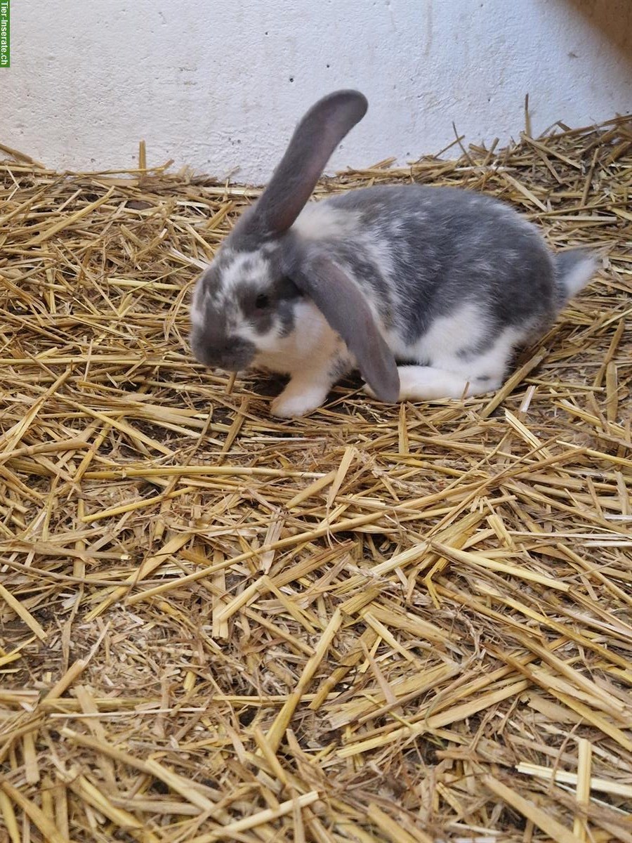 Bild 2: Süsse junge Kaninchen suchen ein Zuhause