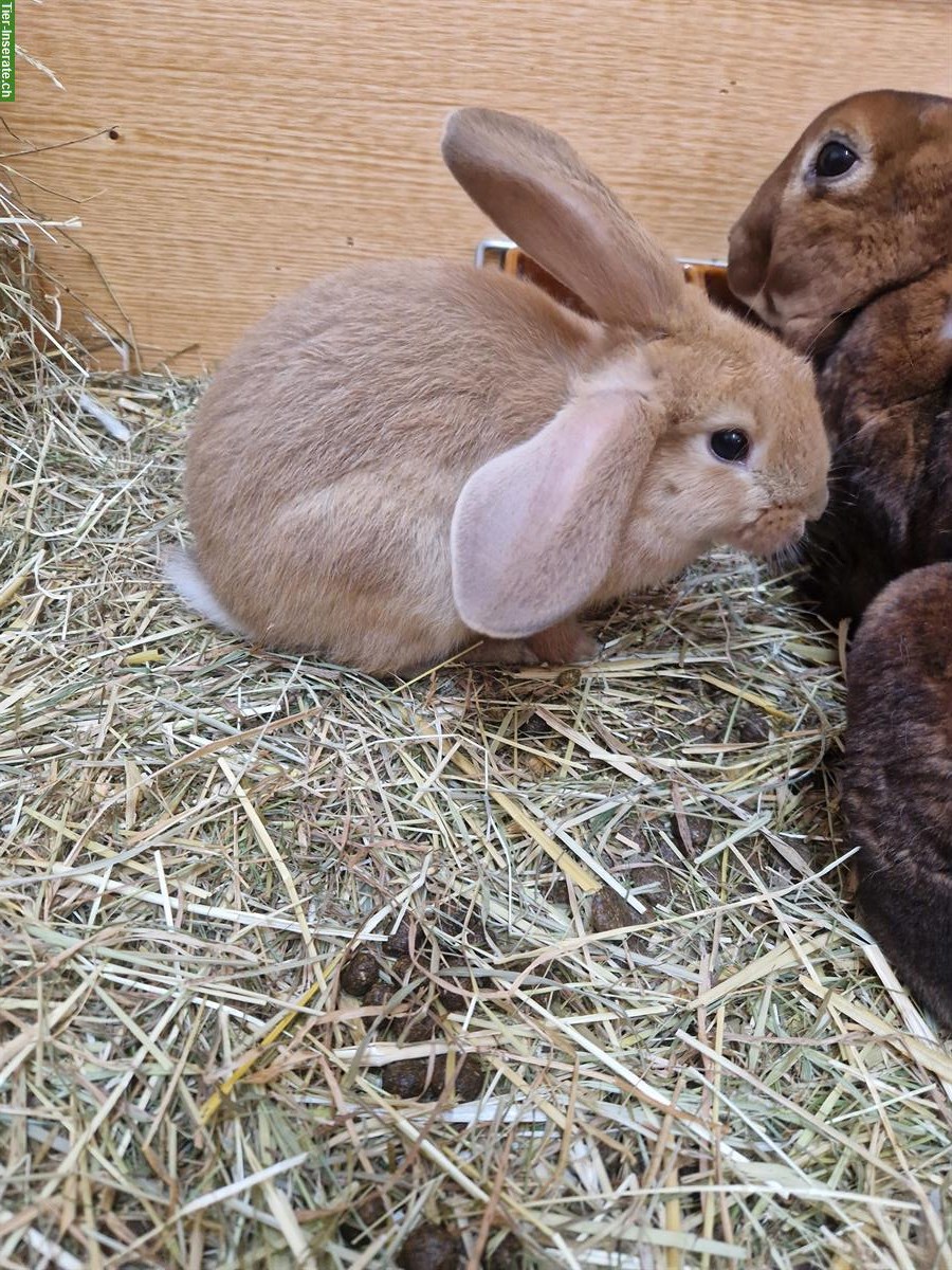Bild 3: Süsse junge Kaninchen suchen ein Zuhause