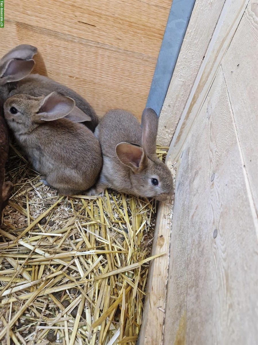 Bild 4: Süsse junge Kaninchen suchen ein Zuhause