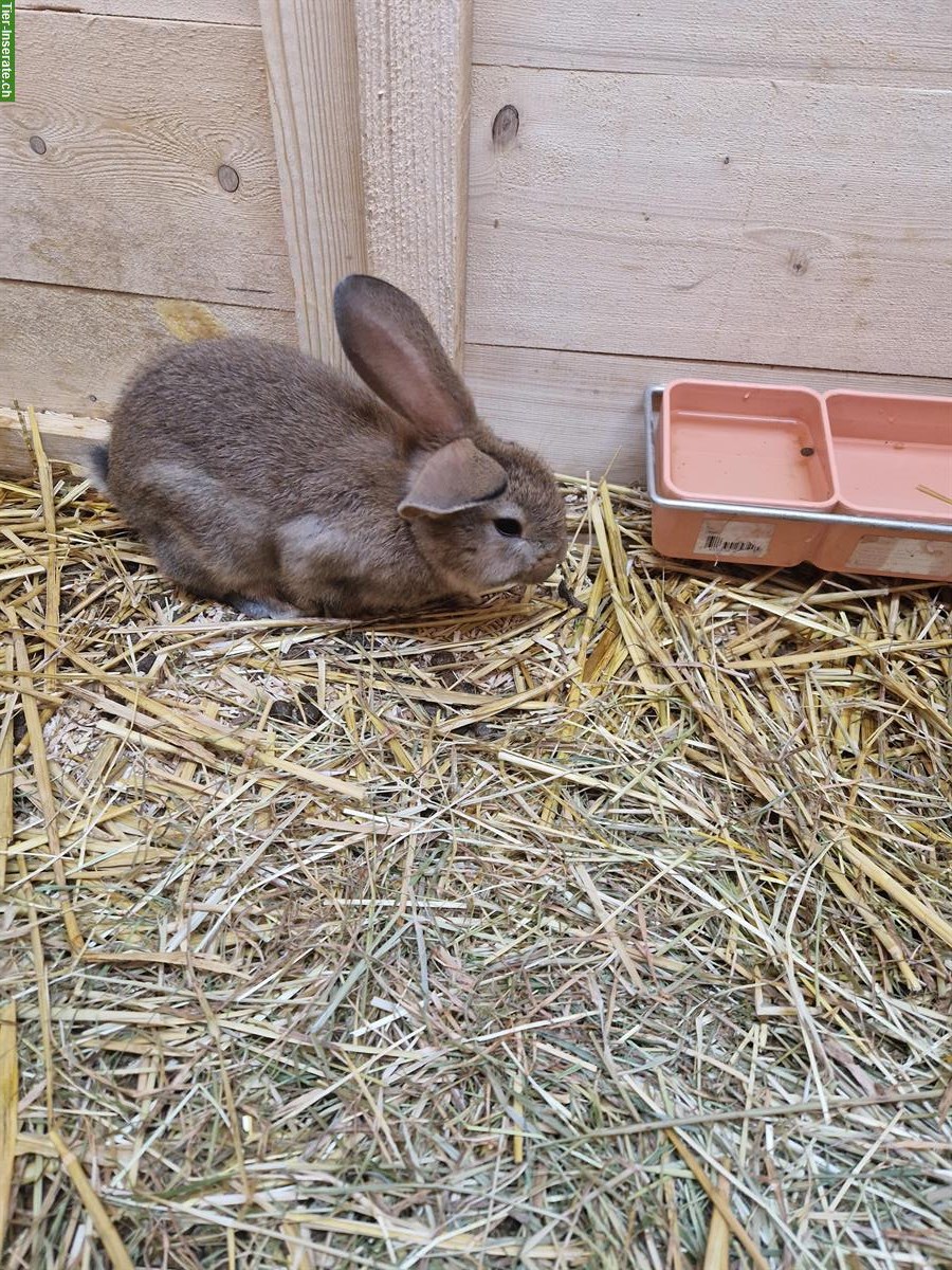 Bild 5: Süsse junge Kaninchen suchen ein Zuhause