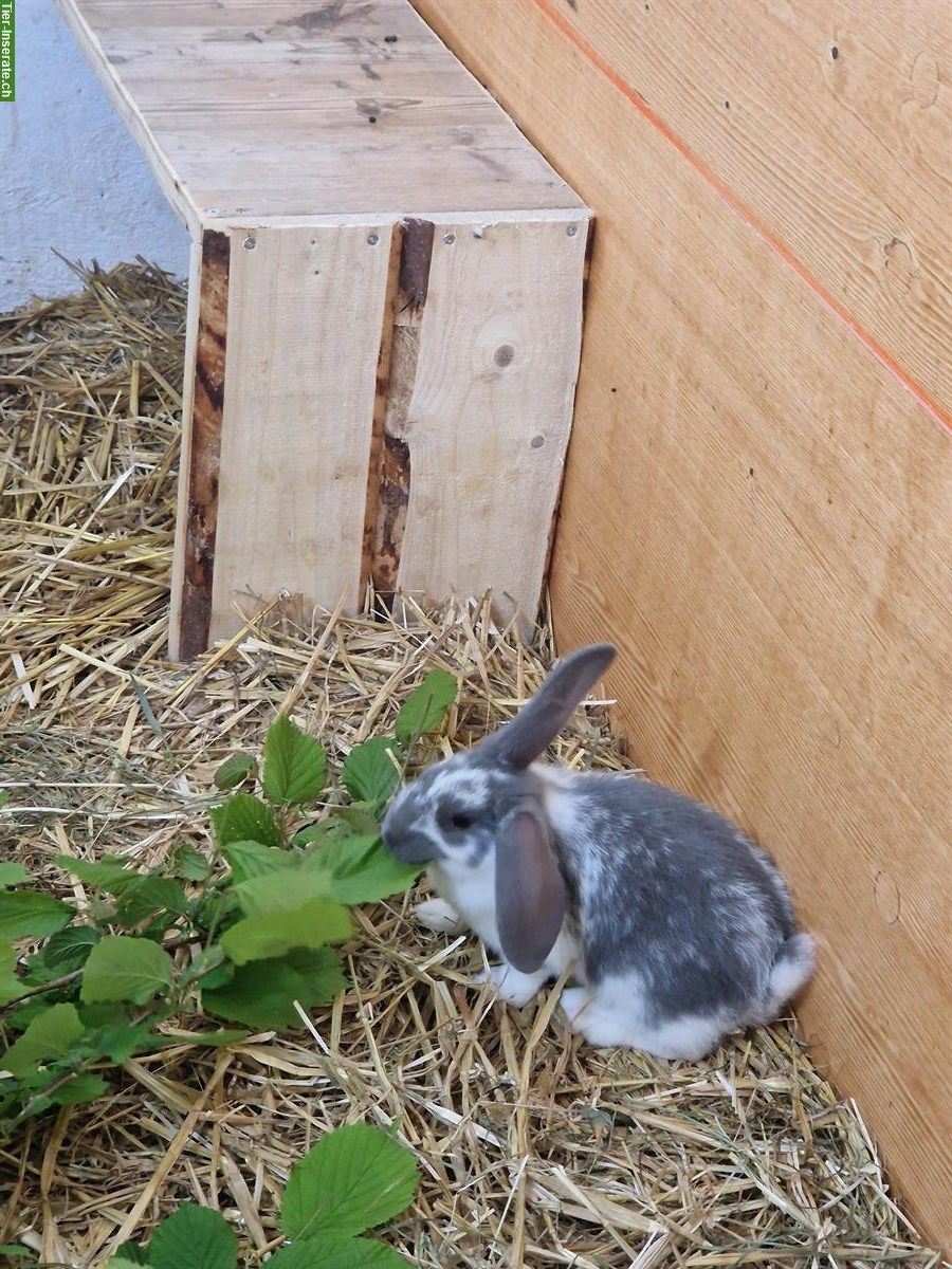 Bild 6: Süsse junge Kaninchen suchen ein Zuhause