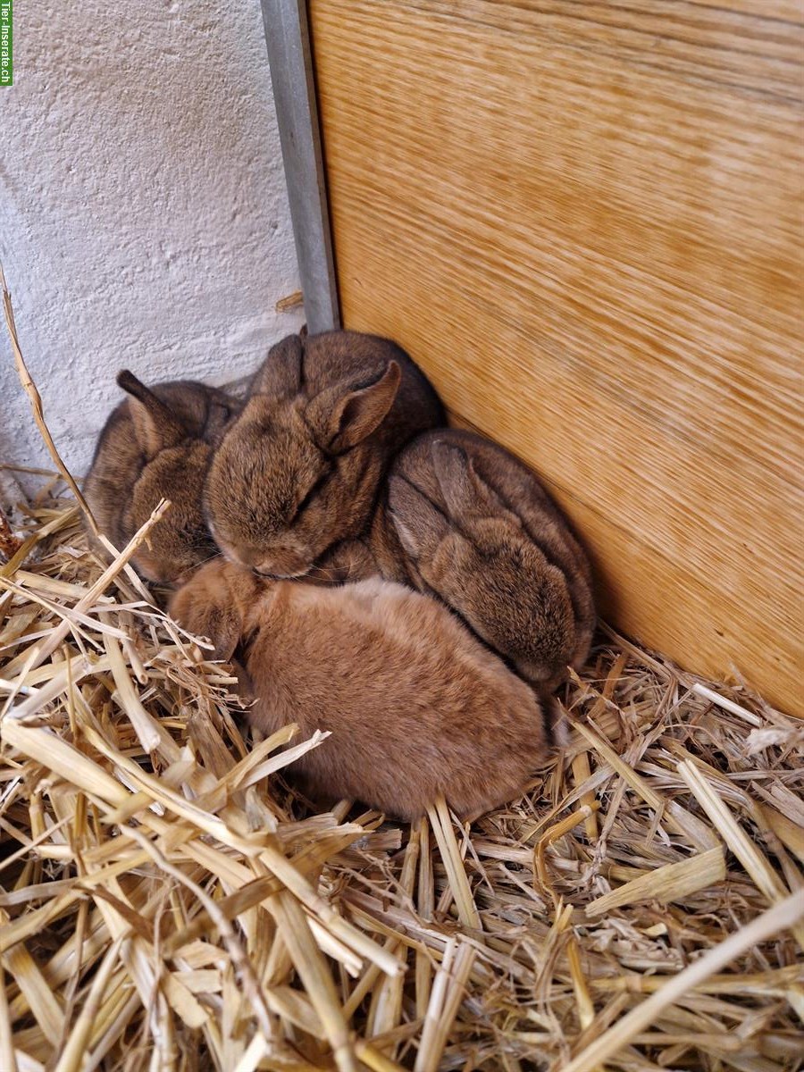 Bild 7: Süsse junge Kaninchen suchen ein Zuhause