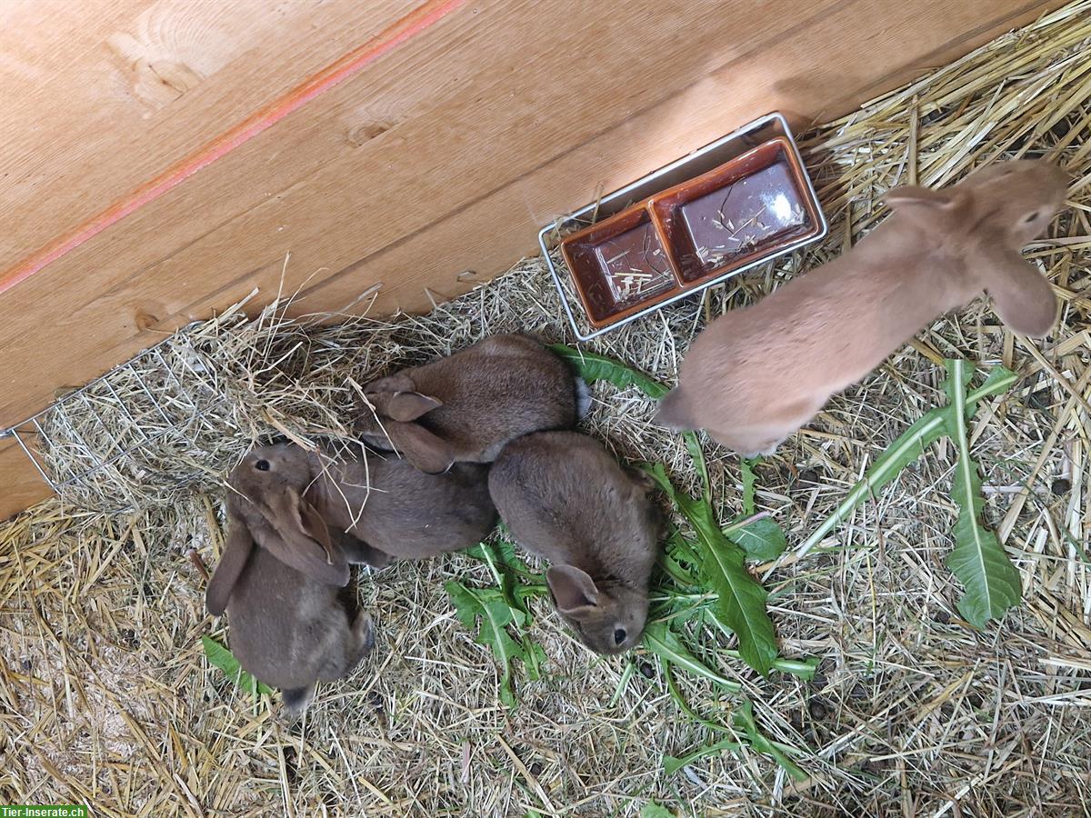 Bild 8: Süsse junge Kaninchen suchen ein Zuhause