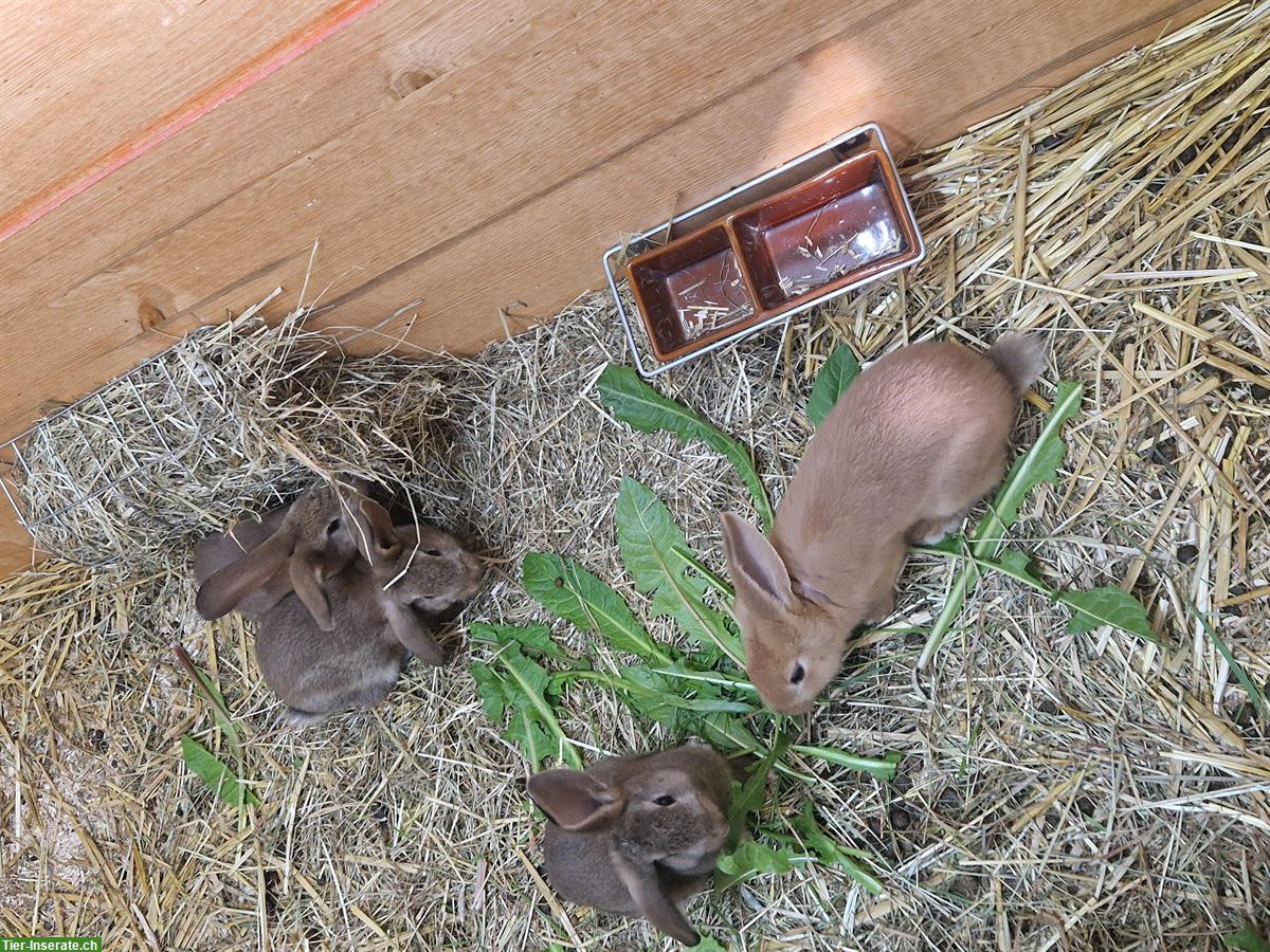 Bild 9: Süsse junge Kaninchen suchen ein Zuhause