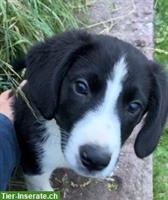 Liebenswerte Entlebucher Sennenhund Mix Welpen