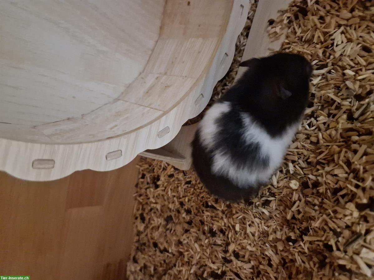 Junges Teddyhamster Weibchen zu verkaufen