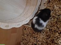 Junges Teddyhamster Weibchen zu verkaufen