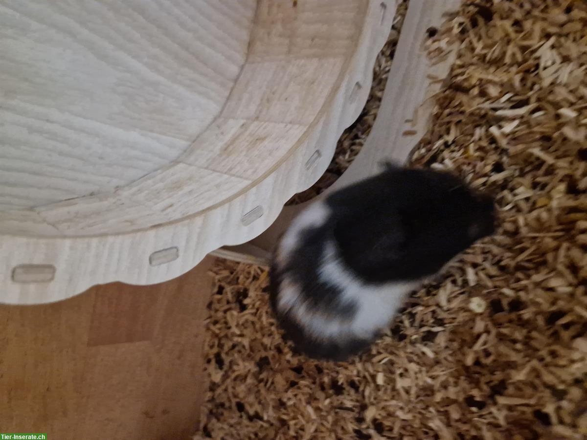 Bild 2: Junges Teddyhamster Weibchen zu verkaufen