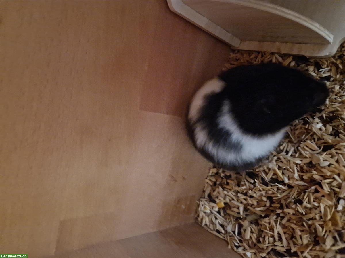 Bild 3: Junges Teddyhamster Weibchen zu verkaufen