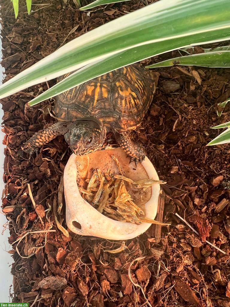 Schildkröte gratis abzugeben