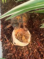 Schildkröte gratis abzugeben