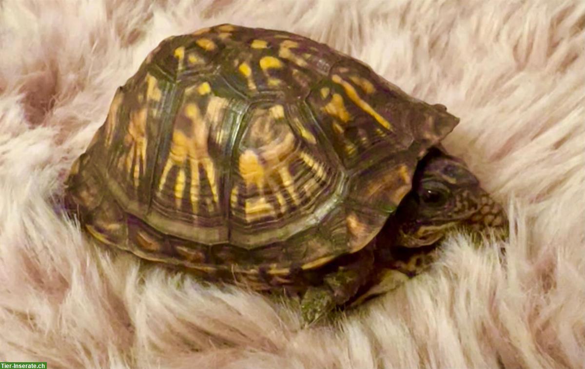 Bild 2: Schildkröte gratis abzugeben