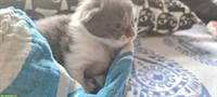 Maine Coon Mix (Britisch Kurzhaar) Kitten abzugeben
