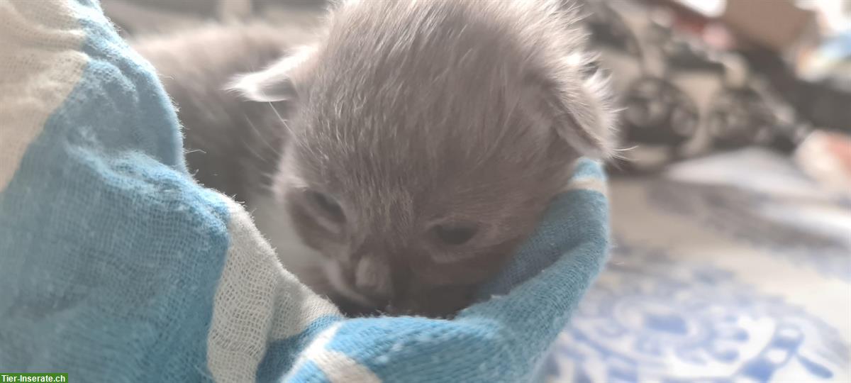 Bild 2: Maine Coon Mix (Britisch Kurzhaar) Kitten abzugeben