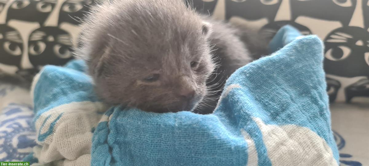Bild 3: Maine Coon Mix (Britisch Kurzhaar) Kitten abzugeben