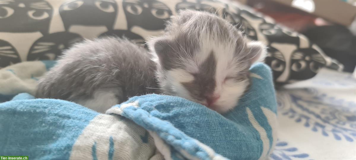 Bild 4: Maine Coon Mix (Britisch Kurzhaar) Kitten abzugeben