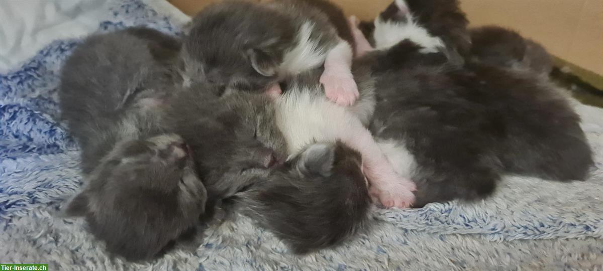 Bild 5: Maine Coon Mix (Britisch Kurzhaar) Kitten abzugeben